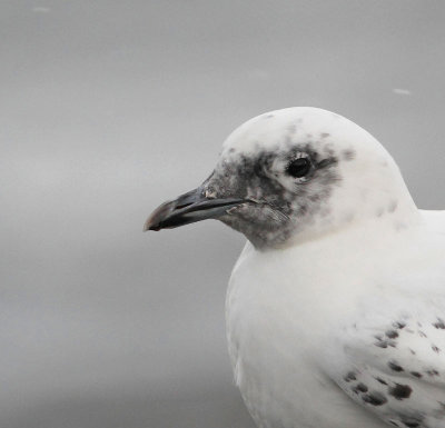 Ivory Gull, 1st winter, portrait