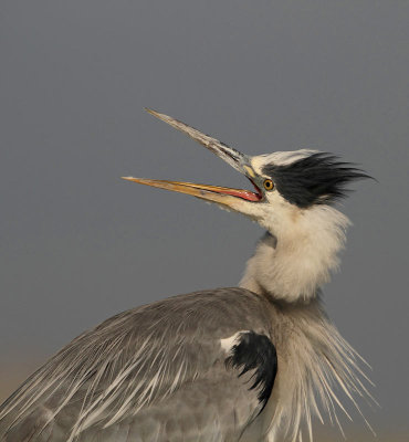 Gray Heron, mobbed by a Black-headed Gull
