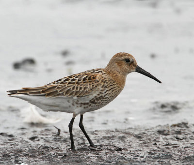 Dunlin