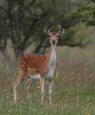 Fallow Deer, female