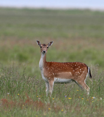 Fallow Deer, female