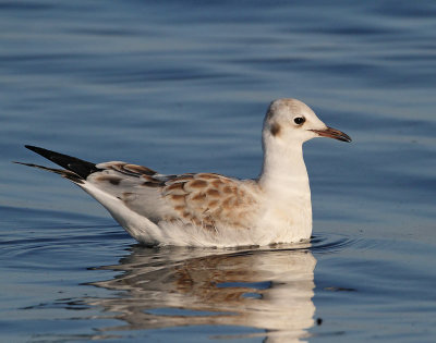 Black-headed Gull, juv.
