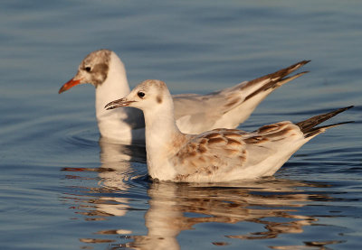 Black-headed Gull, family