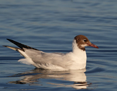Black-headed Gull, Skrattmås, worn adult