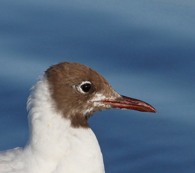 Black-headed Gull, worn adult
