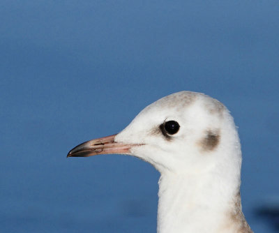 Black-headed Gull, juv. portrait