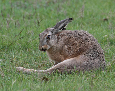 Brown Hare, work after rain