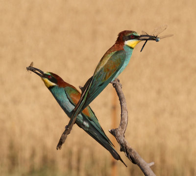 European Bee-eaters with pray