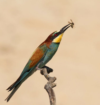 European Bee-eater, with wasp