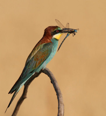 European Bee-eater, with Dragon Fly