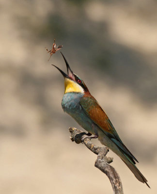 European Bee-eater, turning an insect