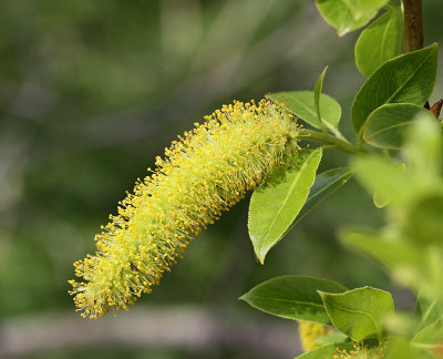 Jolster, (Salix pentandra), male flower
