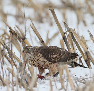 Northern Goshawh, 2cy, with pray