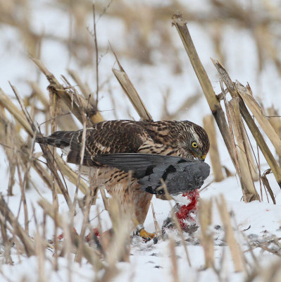 Northern Goshawh, 2cy, almost finished meal. (Stock dove)