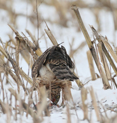 Northern Goshawk, 2 cy, with pray