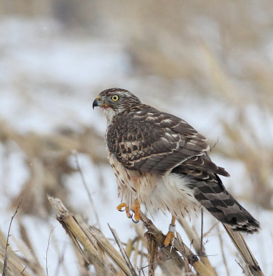 Northern Goshawk, 2cy, after dinner