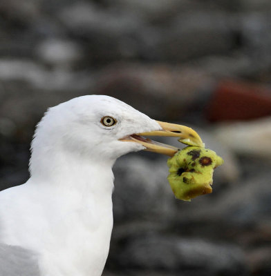 Herring Gull, ad. with a piece of apple