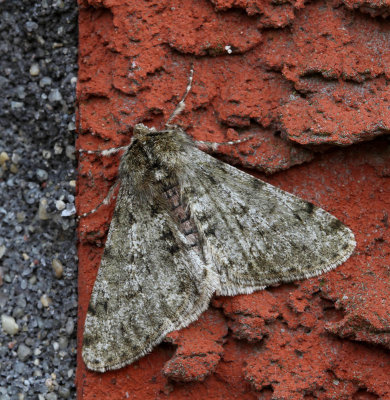 Grå fjädermätare, (Phigalia pilosaria)