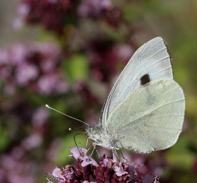 Kålfjäril, (Pieris brassicae)