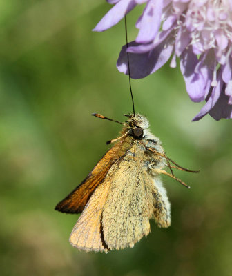 Mindre tåtelsmygare, (Thymelicus lineola)