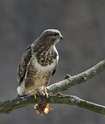 Common Buzzard, adult