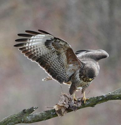 Common Buzzard, adult, with something to eat