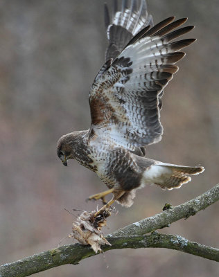 Common Buzzard, adult, with something to eat