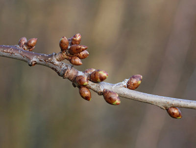 Fgelbr p vren, (Prunus cerasus) 