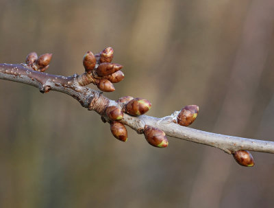 Fågelbär på våren, (Prunus cerasus)