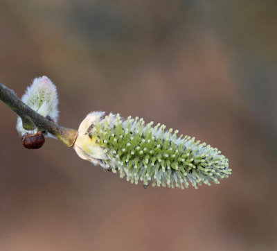 Sälg, (Salix caprea), female flowers