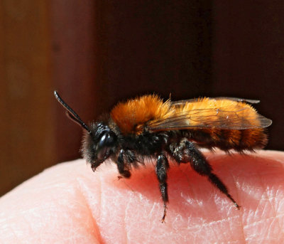 Gldsandbi, (Andrena fulva), female