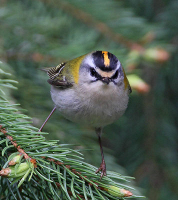 Firecrest, male