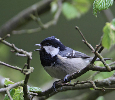 Coal Tit, male