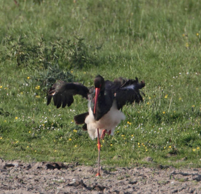 Black Stork, adult