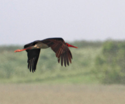 Black Stork, adult