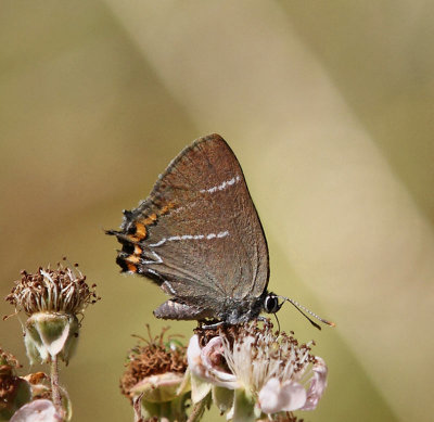 Almsnabbvinge, (Satyrium w-album)