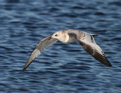 Mediterranean Gull, 1 cy