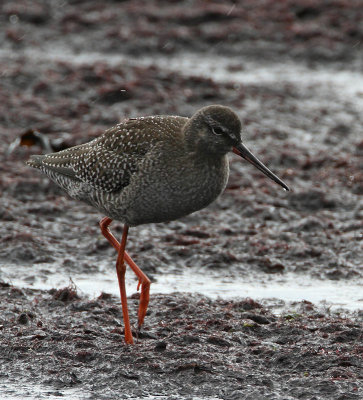 Spotted Redshank, juv.