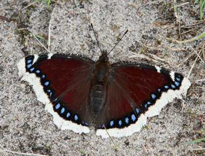 Sorgmantel, (Nymphalis antiopa)