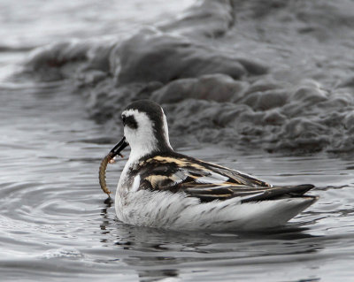 Red-necked Phalarope, have found some food