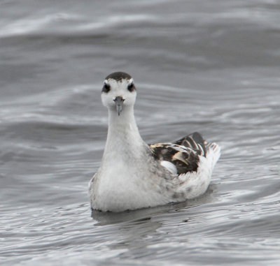 Red-necked Phalarope, winter plumage
