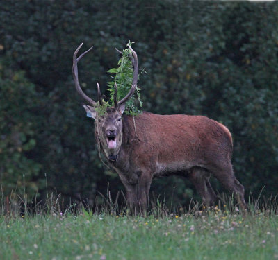 Western European Red Deer, Kronhjort