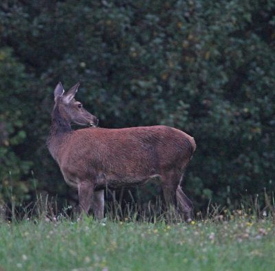 Western European Red Deer, female, Kronhjort