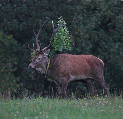 Western European Red Deer, Kronhjort