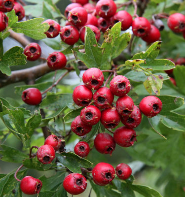 Trubbhagtorn, (Crataegus monogyna)