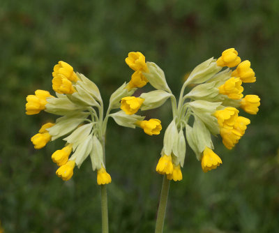 Gullviva, (Primula veris)