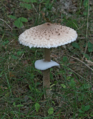 Stolt Fjällskivling, (Macrolepiota procera)