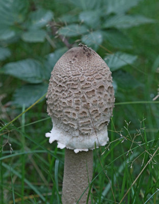 Stolt Fjällskivling, (Macrolepiota procera)