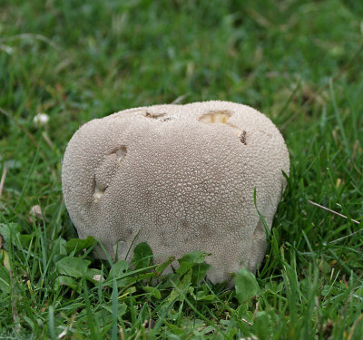 Skålröksvamp, (Calvatia utriforrmis)