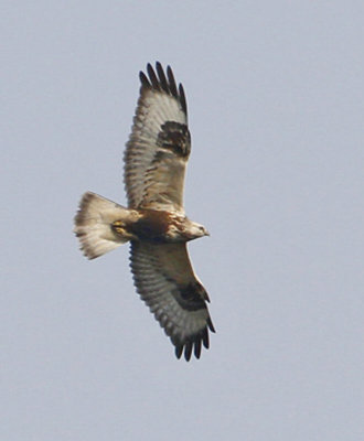 Rough-legged Buzzard, juvenile